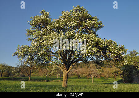 Poire en fleurs, près de Böblingen, Bade-Wurtemberg, Allemagne Banque D'Images