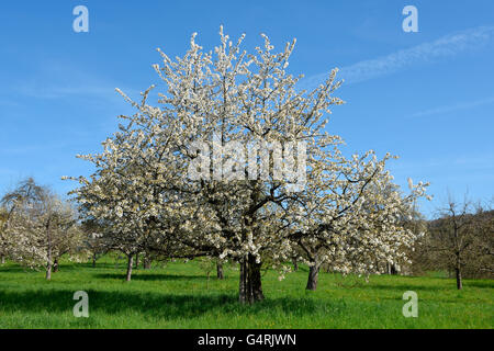 Pear floraison sur Orchard, près de Böblingen, Bade-Wurtemberg, Allemagne Banque D'Images