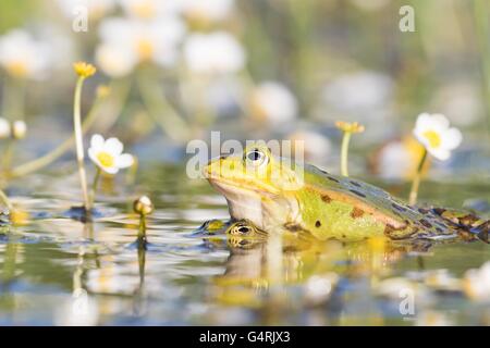 Les grenouilles comestibles (Pelophylax esculentus) dans l'eau, l'accouplement, white water-crowfoot (Ranunculus aquatilis), Hesse, Allemagne Banque D'Images