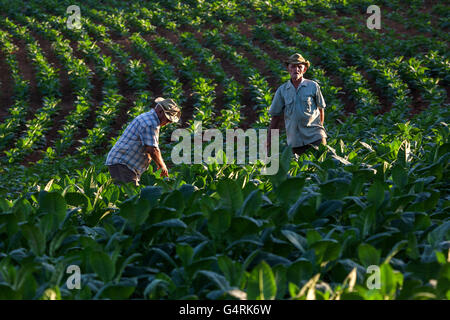 La culture du tabac, les producteurs de tabac qui travaillent dans le domaine du tabac, près de Vinales, Vallée de Vinales, province de Pinar del Rio, Cuba Banque D'Images