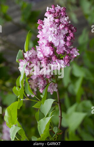 Le lilas commun (Syringa vulgaris), Paul Thirion, Botanical Garden, Düsseldorf, Rhénanie du Nord-Westphalie Banque D'Images