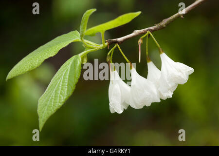 Silverbell Halesia Carolina (Caroline), jardin botanique, Düsseldorf, Rhénanie du Nord-Westphalie Banque D'Images