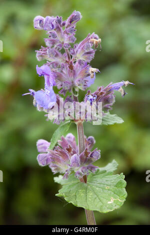 Cataire cataire (Nepeta faassenii ou 'Six Hill's Giant'), la floraison, Maximilianpark, Maxipark, Hamm, Ruhr Banque D'Images