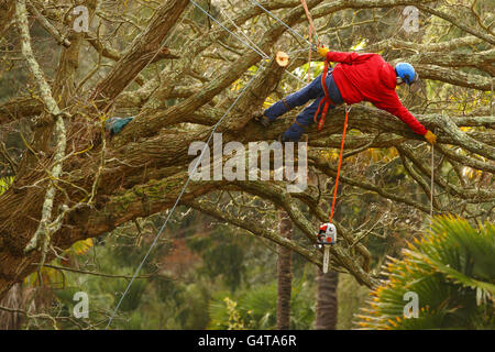 L'arboriste Anthony Willmington commence le processus de broyage d'un wingnut géant de race blanche dans les jardins subtropicaux d'Abbotsbury, près de Weymouth. Banque D'Images