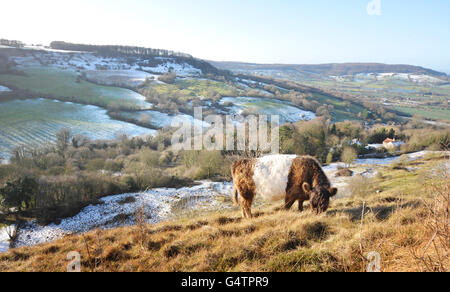 Une vache Galloway avec ceinture se nourrit dans le Crickley Hill Country Park, dans le Gloucestershire, alors que le pays se vantait d'un climat plus frais qui a apporté de la neige à certaines régions. Banque D'Images