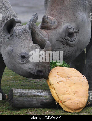 Anniversaire de Rhino Banque D'Images