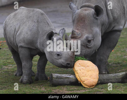 Inkosi (à gauche) le plus jeune rhinocéros noir du parc animalier de Port Lympne près d'Ashford, dans le Kent, étudie un gâteau d'anniversaire en forme de carotte alors qu'il célèbre son premier anniversaire avec sa mère Ruaha. Banque D'Images