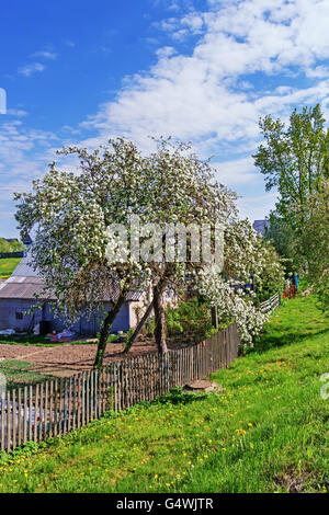 Sous les pommiers en fleurs sur l'herbe pissenlits. Banque D'Images