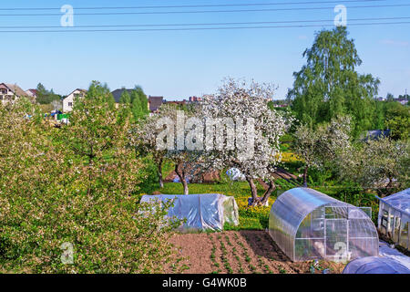 Sous les pommiers en fleurs sur l'herbe pissenlits. Banque D'Images