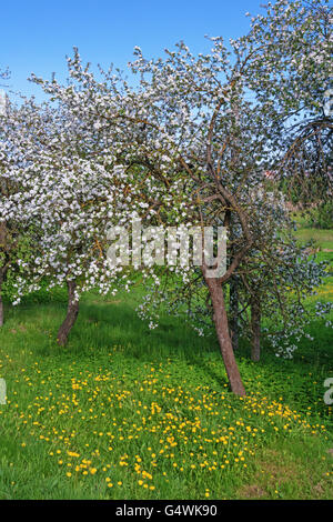 Sous les pommiers en fleurs sur l'herbe pissenlits. Banque D'Images