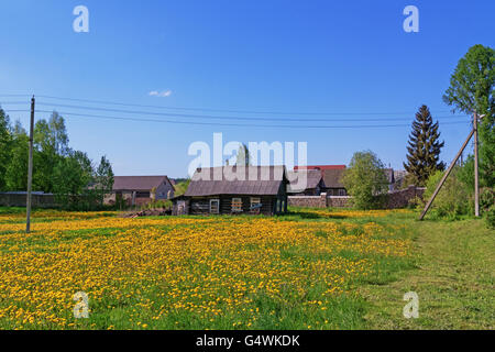 Sous les pommiers en fleurs sur l'herbe pissenlits. Banque D'Images