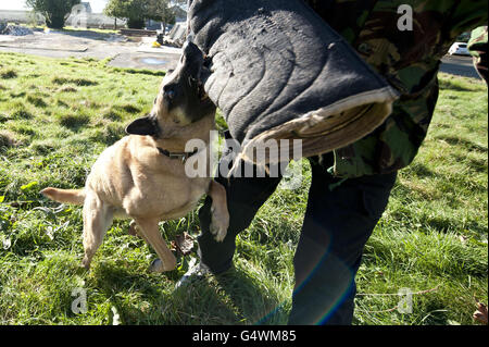 La Police de la région sud-ouest de l'essais de chien Banque D'Images