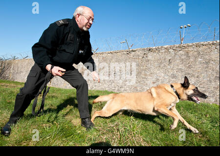 Un berger belge de police à usage général participe à la formation de morsure et de détention et est laissé de côté par son maître. Banque D'Images