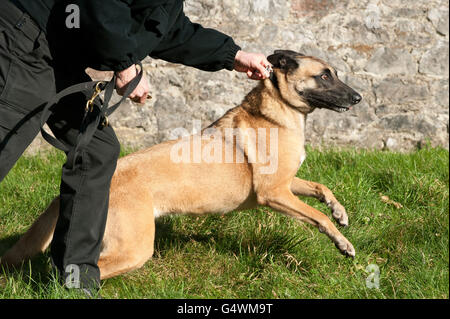 Un berger belge de police à usage général participe à la formation de morsure et de détention et est laissé de côté par son maître. Banque D'Images