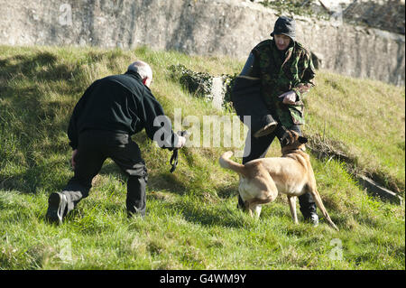 Un berger belge de police à usage général participe à la formation de morsure et de détention. Banque D'Images