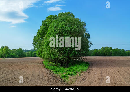 Champ labouré printemps.au centre de l'île verte de la photo avec les arbres. Banque D'Images