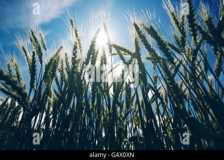 Low angle view of retro tonique champ de blé contre soleil de l'été, la croissance des cultures et de succès de la production agricole concept. Banque D'Images