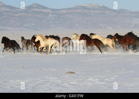 Les chevaux sauvages dans la neige dans la zone de gestion du troupeau Swasey, 27 février 2012 près de Delta, Utah. Banque D'Images