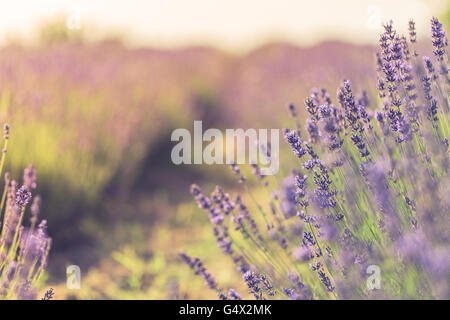 Incroyable coucher du soleil sur un champ de fleurs de lavande violette en Hongrie. Filtre Instagram Banque D'Images