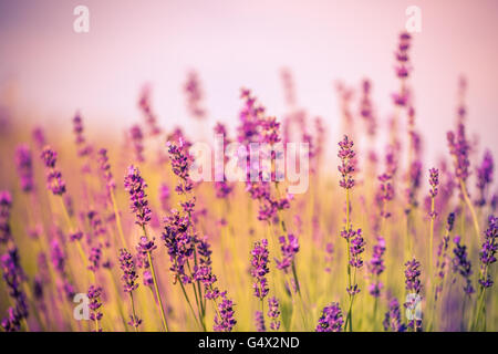 Magnifique coucher de champ de lavande. Image fonds naturels abstrait pour votre conception Banque D'Images