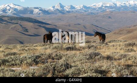 Chevaux sauvages paissent dans la zone de gestion du troupeau de Challis, 28 août 2015 près de Challis, de l'Idaho. Banque D'Images