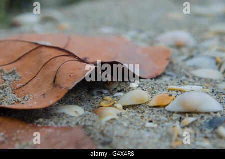 Close up de feuilles et de coquillages sur la plage de sable Banque D'Images