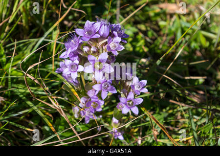 L'automne (Gentianella amarella gentiane) fleurs en Suisse. Banque D'Images