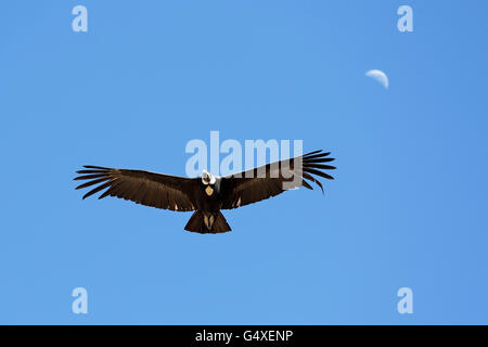 Condor des Andes (Vultur gryphus) survolant le Canyon de Colca (lune en arrière-plan), à partir de la Croix du Condor donnent sur, Arequipa, Peru Banque D'Images