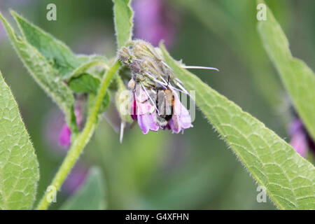 Abeille en fleur Banque D'Images