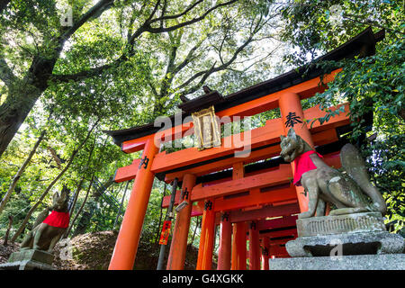 KYOTO, JAPON - CIRCA MAI 2016 : Fushimi Inari stone fox guarda portes de bois. Les renards sont censées être des messagers de Dieu. Banque D'Images