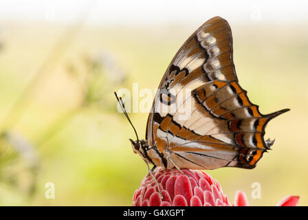 Polyura empereur à queue, sempronius, papillon sur le gingembre, la flamme rouge Etlingera elatior Banque D'Images