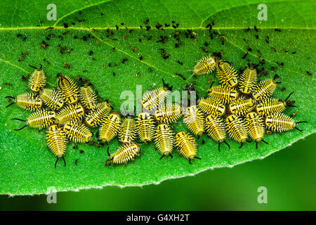 Wild Olive Tortoise Beetle larvae (Physonota alutacea) - Camp Lula Sams, Brownsville, Texas, États-Unis Banque D'Images