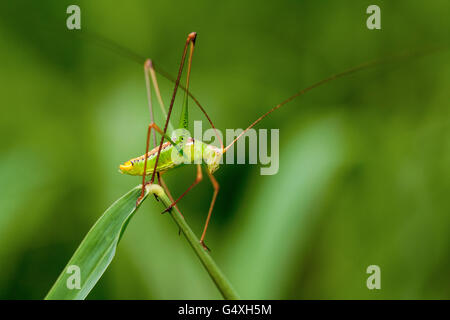 Green Bush Camp - Espèces Katydid Lula Sams - Brownsville, Texas USA Banque D'Images