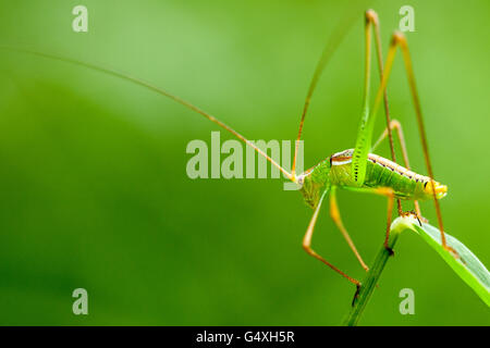 Green Bush Camp - Espèces Katydid Lula Sams - Brownsville, Texas USA Banque D'Images