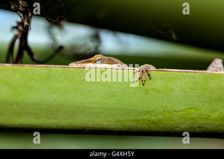 Carolina Anole (Anolis carolinensis) - Camp Lula Sams, Brownsville, Texas, États-Unis Banque D'Images