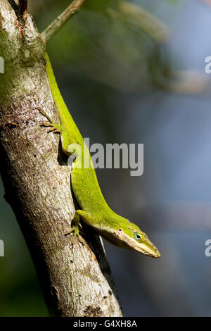 Carolina Anole (Anolis carolinensis) - Camp Lula Sams, Brownsville, Texas, États-Unis Banque D'Images