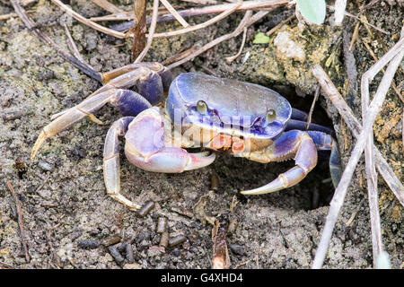 Bleu Crabe terrestre géant - Cardisoma guanhumi - World Birding Center, South Padre Island, Texas, États-Unis Banque D'Images