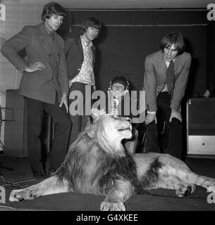 Groupe de rock les Troggs utilisent un véritable lion appelé Marquess pour fournir un bruit approprié pendant l'enregistrement de leur unique 'le Lion'.Les membres de la bande sont, de gauche à droite : Peter Staples, Ronnie Bond, Reg Presley et Chris Britton. Banque D'Images