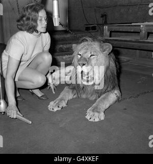 Marquess, un lion sud-africain, a été utilisé par le groupe de rock les Troggs pour fournir des roars appropriés lorsqu'ils ont enregistré leur single « le Lion », à Londres.La femme à côté du lion est inconnue. Banque D'Images