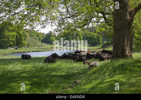 Lake Road, le bétail au Lake District, Cumbria, Angleterre Banque D'Images