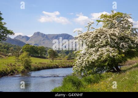 Lake Road vers l'Langdale Pikes, Lake District, Cumbria, Angleterre Banque D'Images