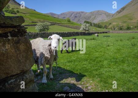 Mouton à Wasdale Head, Wast Water, Lake District, Cumbria, Angleterre Banque D'Images