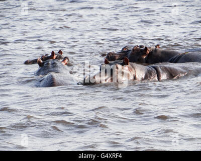 Le Botswana, au nord-ouest, Chobe, Parc National de Chobe, rivière Chobe, hippopotames dans l'eau Banque D'Images