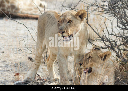 La Namibie, Oshikoto, Etosha National Park, Lion's à déchiré la girafe, deux lions Banque D'Images