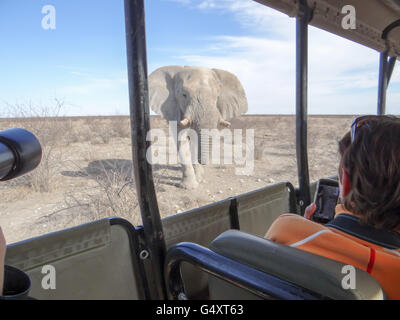 La Namibie, Oshikoto, Etosha National Park, elephant bull de l'autobus Banque D'Images