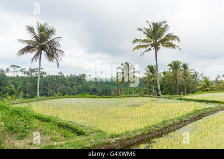 L'INDONÉSIE, Bali, Ubud, rizières en terrasses de Bali, le Pura Gunung Kawi, Banjar Penaka est un village de la province de Tambak Banque D'Images