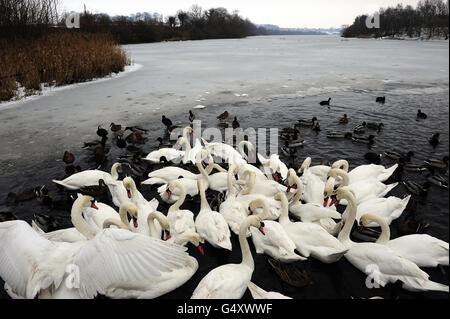 Les cygnes et les canards du site de la RSPB à Fairburn ings près de Castleford, dans le West Yorkshire, se nourrissent dans une petite zone d'eau libre car la majeure partie du lac est gelée à mesure que les conditions hivernales se poursuivent dans certaines parties du Royaume-Uni. Banque D'Images