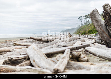 USA, Washington, bois flotté, de Tolovana Beach sur la plage Banque D'Images