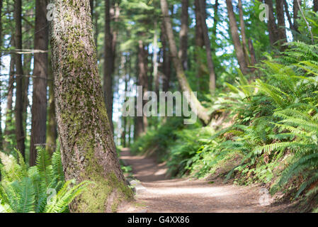 USA (Oregon), Pacific Crest Trail, chemin solitaire, Désert, Pacific Crest Trail Banque D'Images