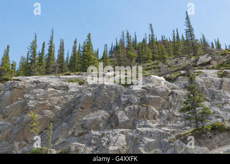 Le Canada, l'Alberta, Parc National de Jasper une chèvre de montagne blanche monte sur le rocher Banque D'Images